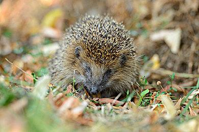 Embracer和沙特游戏公司20亿刀合作破裂 Embracer股价暴跌